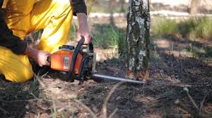 Best Stump Grinding and Removal  in Hopkinsville, KY