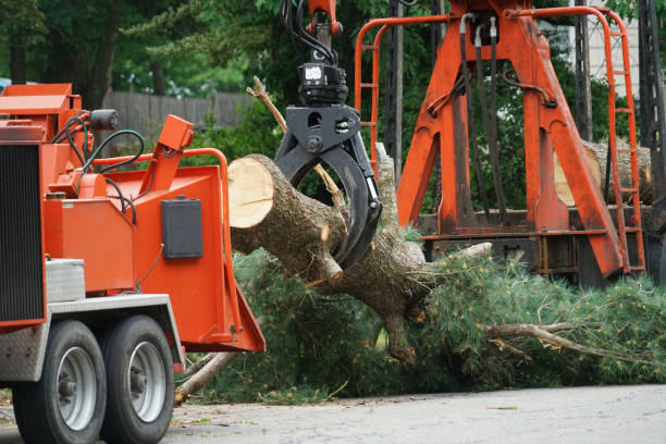 Best Emergency Tree Removal  in Hopkinsville, KY