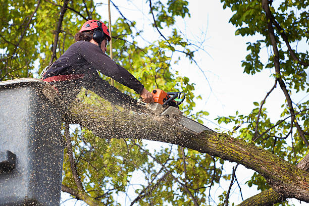 Best Tree Cabling and Bracing  in Hopkinsville, KY